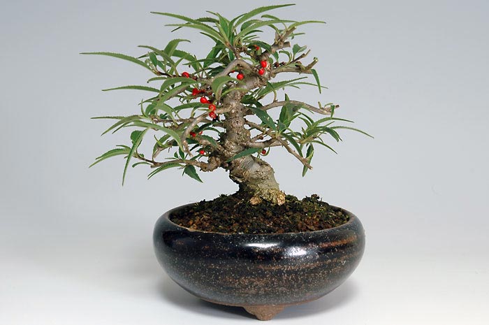 コショウバイC（こしょうばい・小性梅）実もの盆栽の販売と育て方・作り方・Ilex serrata bonsai