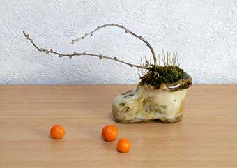クコB（くこ・枸杞）実もの盆栽の成長記録-1・Lycium chinense bonsai photo