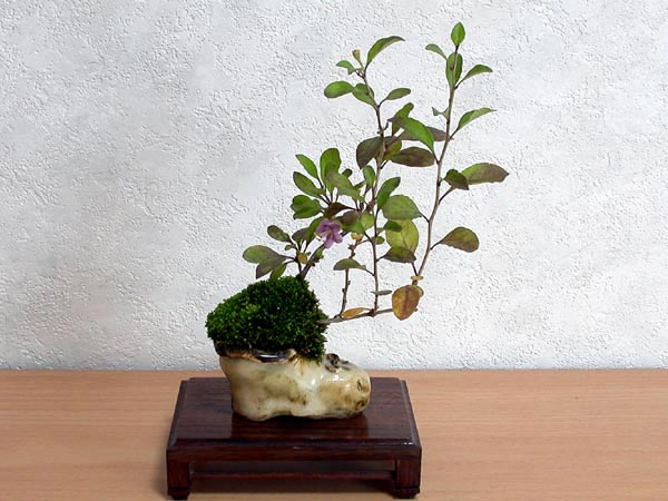 クコB（くこ・枸杞）実もの盆栽の販売と育て方・作り方・Lycium chinense bonsai photo