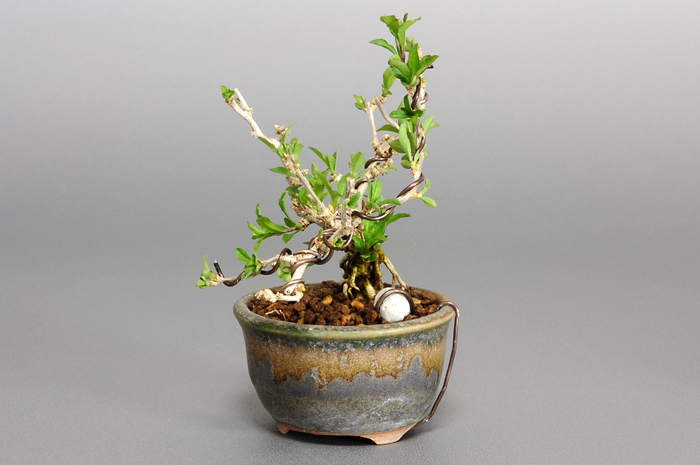 盆栽・クコD（くこ・枸杞）実もの盆栽を右側から見た景色・Lycium chinense bonsai photo