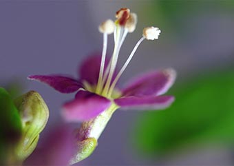 クコ（くこ・枸杞）の花・Lycium chinense bonsai