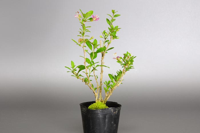 豆盆栽・クコQ（くこ・枸杞）の販売と育て方・作り方・Lycium chinense bonsai photo
