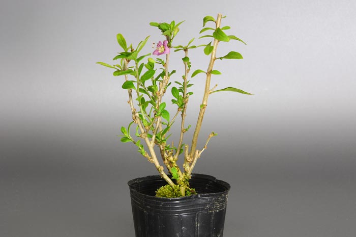 クコR（くこ・枸杞）実もの盆栽の販売と育て方・作り方・Lycium chinense bonsai