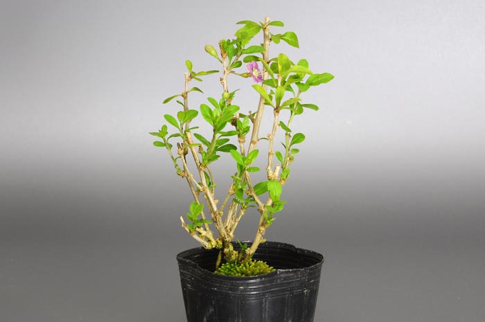 盆栽・クコR（くこ・枸杞）実もの盆栽を左側から見た景色・Lycium chinense bonsai