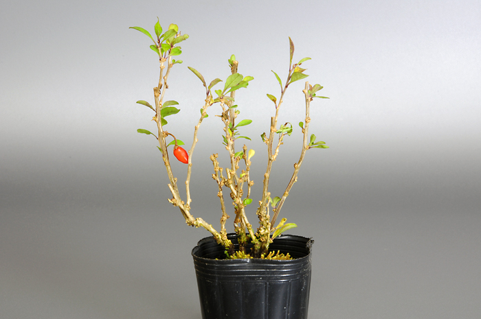 盆栽・クコS（くこ・枸杞）実もの盆栽の販売と育て方・作り方・Lycium chinense bonsai photo