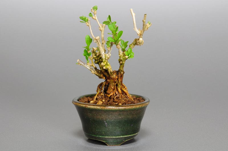 クコT（くこ・枸杞）実もの盆栽の販売と育て方・作り方・Lycium chinense bonsai