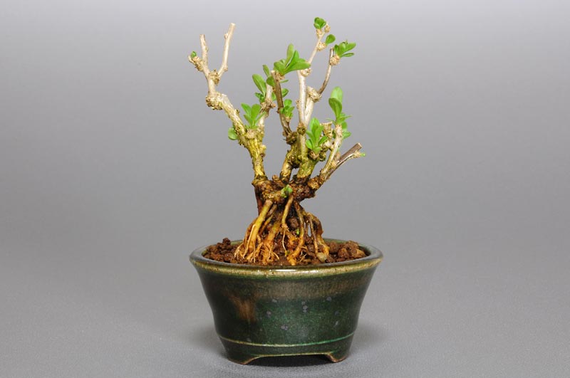 クコ-T（くこ・枸杞）実もの盆栽を裏側から見た景色・Lycium chinense bonsai