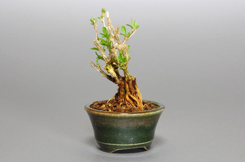 クコ-T（くこ・枸杞）実もの盆栽を左側から見た景色・Lycium chinense bonsai