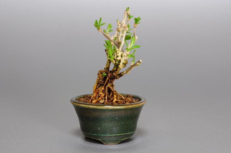 クコ-T（くこ・枸杞）実もの盆栽を右側から見た景色・Lycium chinense bonsai