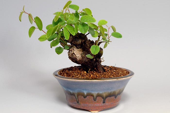 クマヤナギA-1（くまやなぎ・熊柳）実もの盆栽の販売と育て方・作り方・Berchemia racemosa bonsai