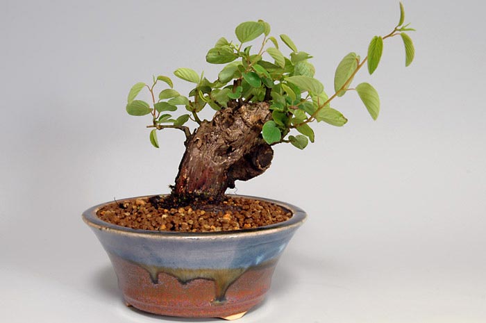ミニ盆栽・クマヤナギA-1（くまやなぎ・熊柳）実もの盆栽を裏側から見た景色・Berchemia racemosa bonsai