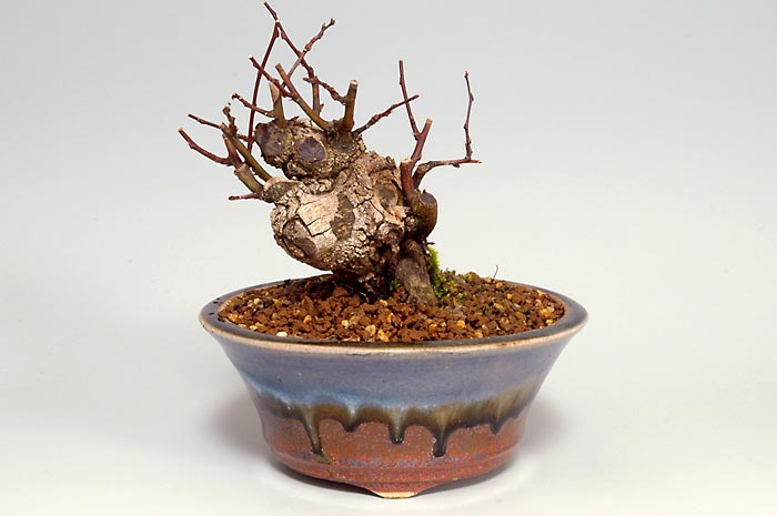 クマヤナギA-2（くまやなぎ・熊柳）実もの盆栽の販売と育て方・作り方・Berchemia racemosa bonsai