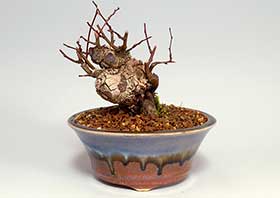 ミニ盆栽・クマヤナギA（くまやなぎ・熊柳）実もの盆栽の成長記録-2・Berchemia racemosa bonsai