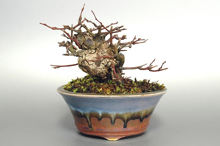 クマヤナギA（くまやなぎ・熊柳）実もの盆栽の販売と育て方・作り方・Berchemia racemosa bonsai