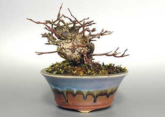 クマヤナギ-A（くまやなぎ・熊柳）盆栽の樹作りの参考樹形・Berchemia racemosa Best bonsai