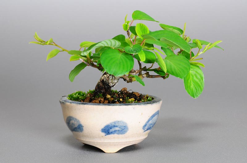 クマヤナギ-A1（くまやなぎ・熊柳）実もの盆栽の販売と育て方・作り方・Berchemia racemosa bonsai