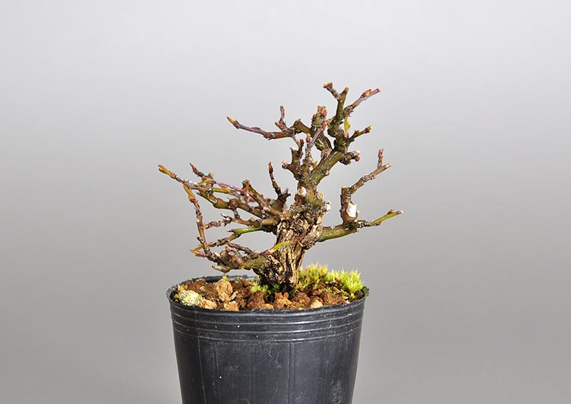 クマヤナギ-A2（くまやなぎ・熊柳）熊柳を左側から見た景色・Berchemia racemosa bonsai