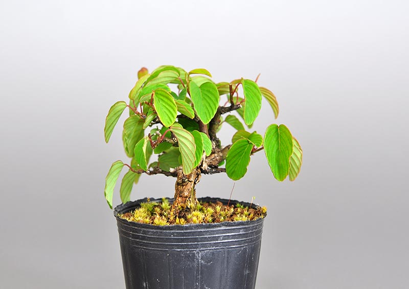 クマヤナギ-B2（くまやなぎ・熊柳）実もの盆栽を左側から見た景色・Berchemia racemosa bonsai