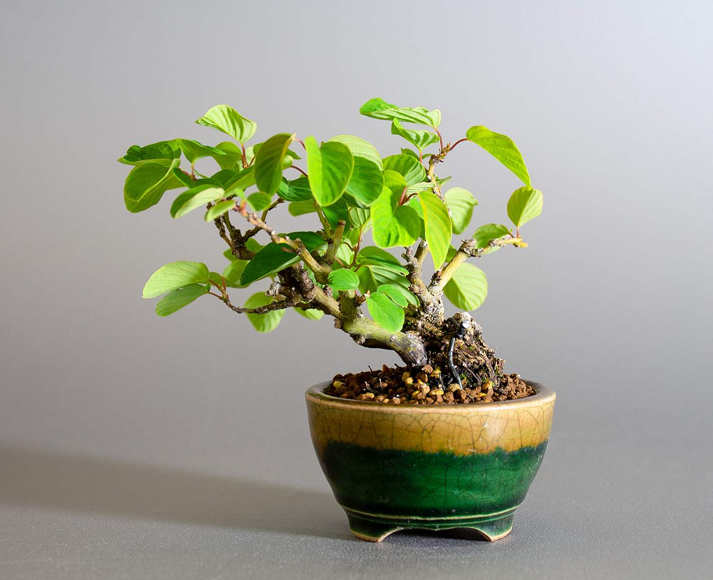 クマヤナギ-C2（くまやなぎ・熊柳）熊柳を裏側から見た景色・Berchemia racemosa bonsai