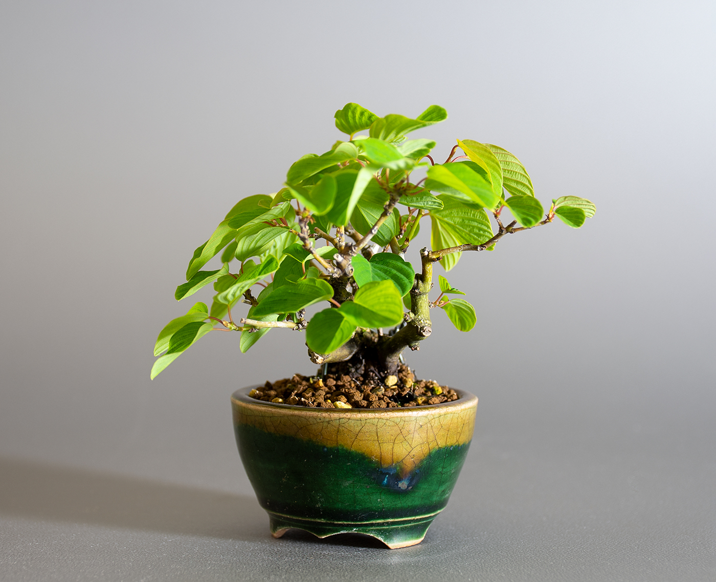 クマヤナギ-C2（くまやなぎ・熊柳）熊柳を右側から見た景色・Berchemia racemosa bonsai