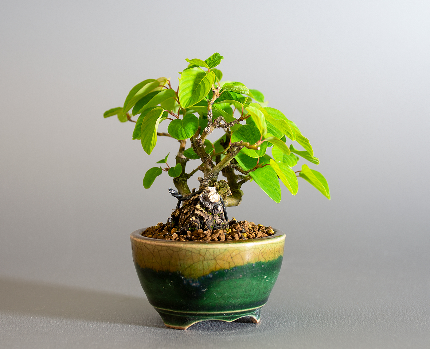 クマヤナギ-C2（くまやなぎ・熊柳）熊柳を左側から見た景色・Berchemia racemosa bonsai