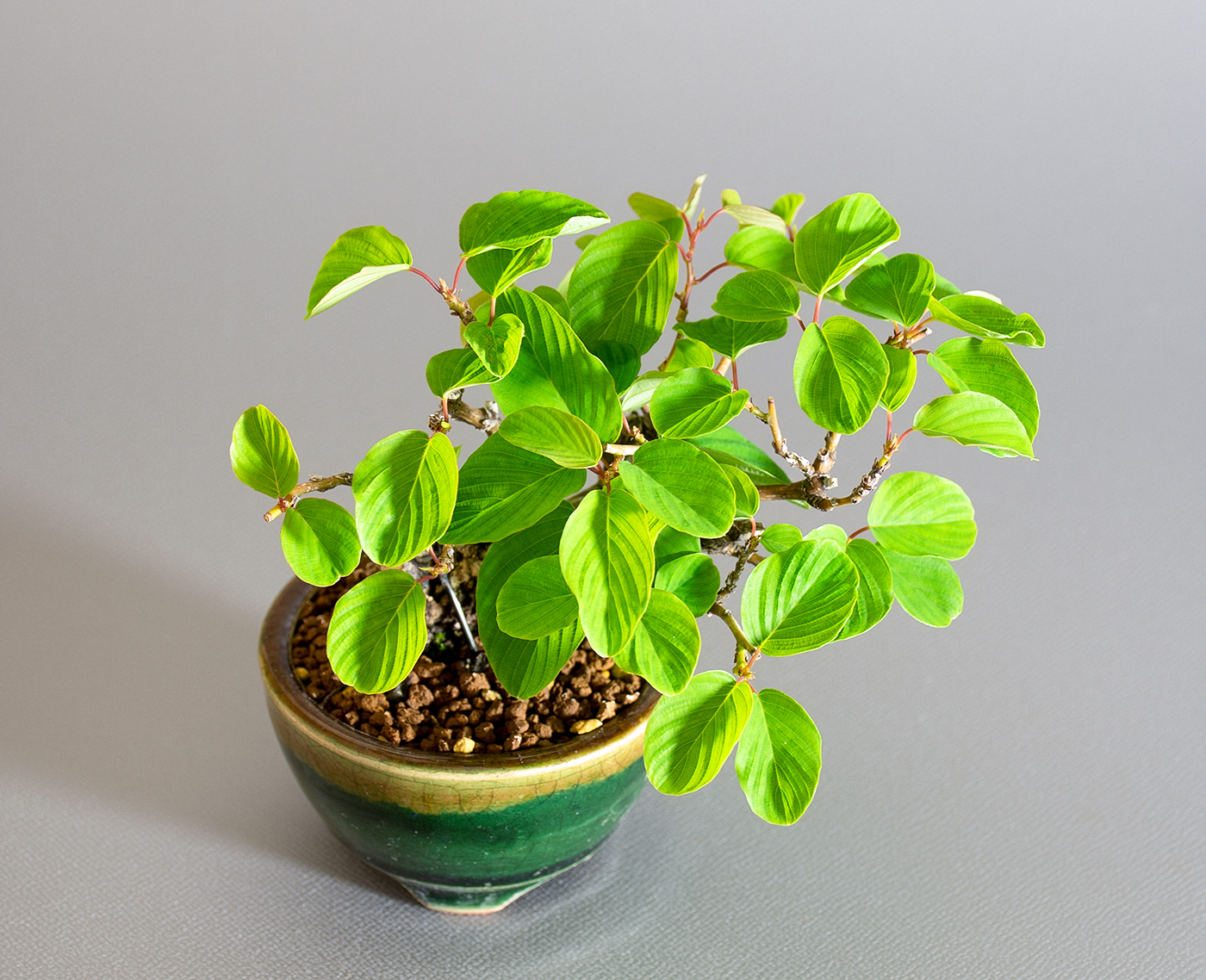 クマヤナギ-C2（くまやなぎ・熊柳）熊柳を上側から見た景色・Berchemia racemosa bonsai