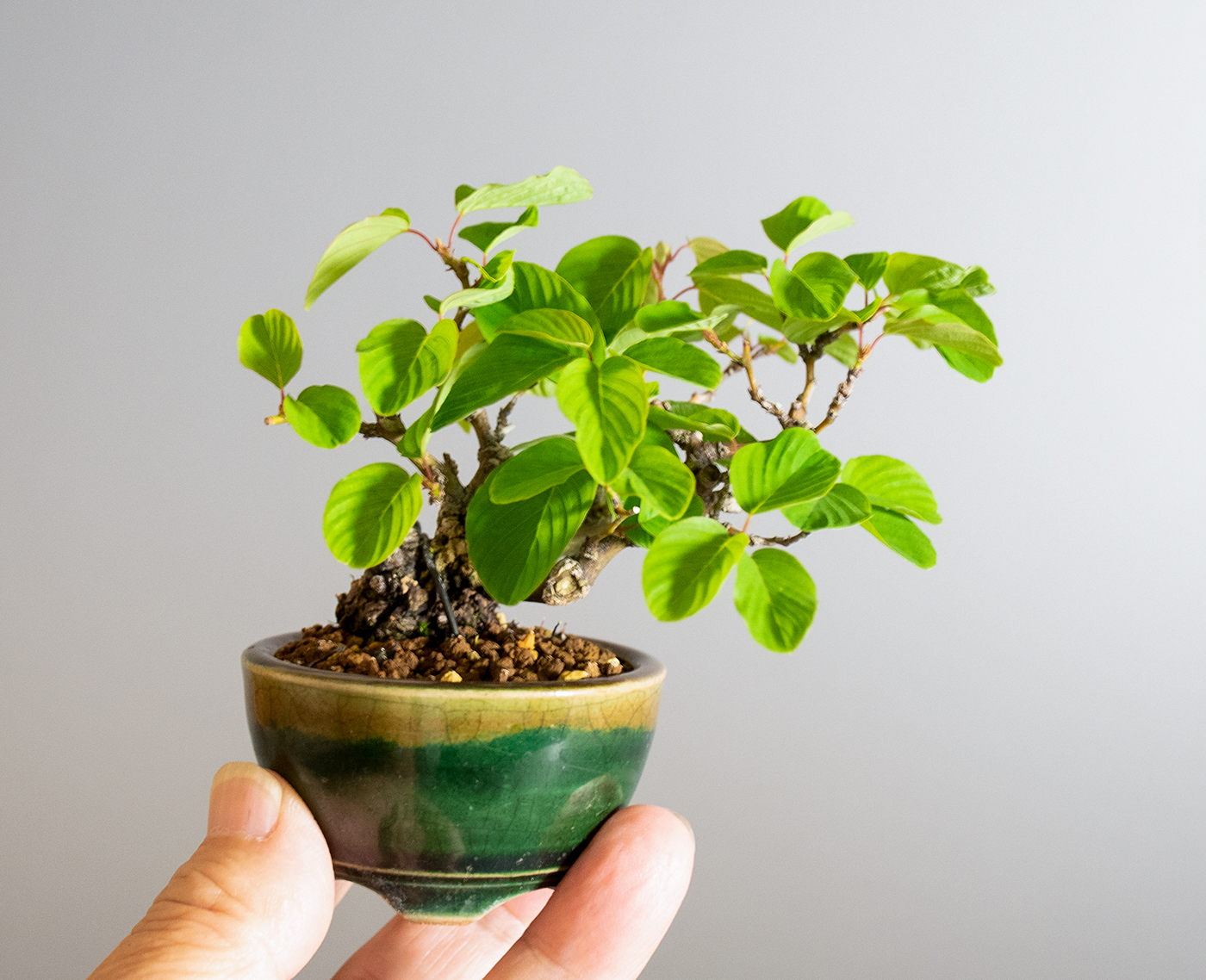 クマヤナギ-C2（くまやなぎ・熊柳）熊柳の手乗りの景色・Berchemia racemosa bonsai