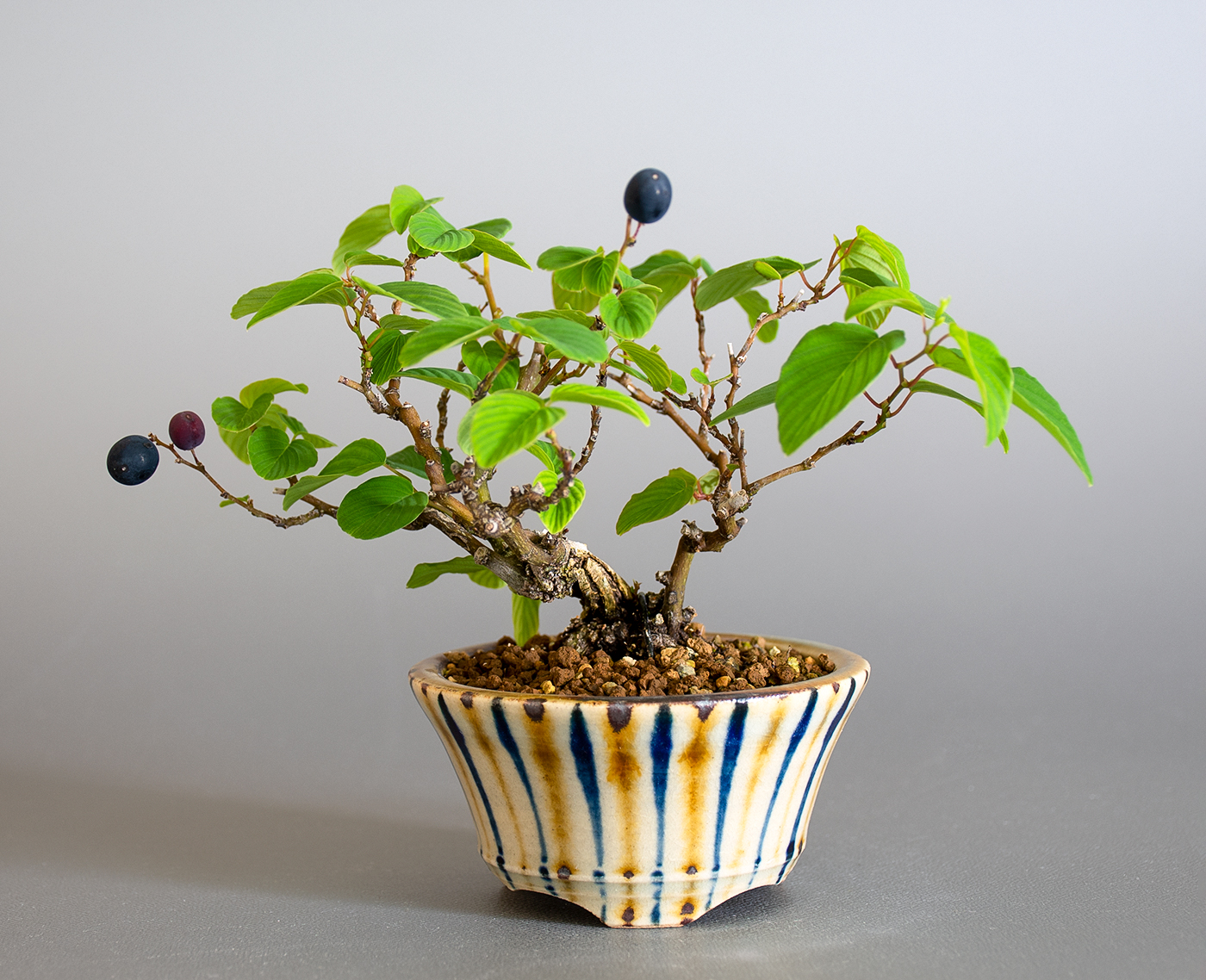 クマヤナギ-D2（くまやなぎ・熊柳）熊柳の販売と育て方・作り方・Berchemia racemosa bonsai