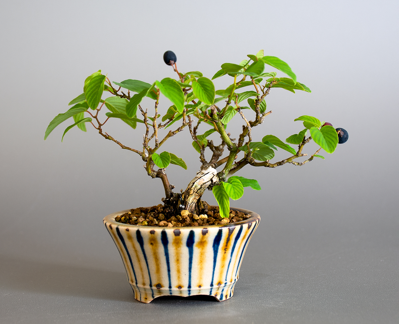 クマヤナギ-D2（くまやなぎ・熊柳）熊柳を裏側から見た景色・Berchemia racemosa bonsai