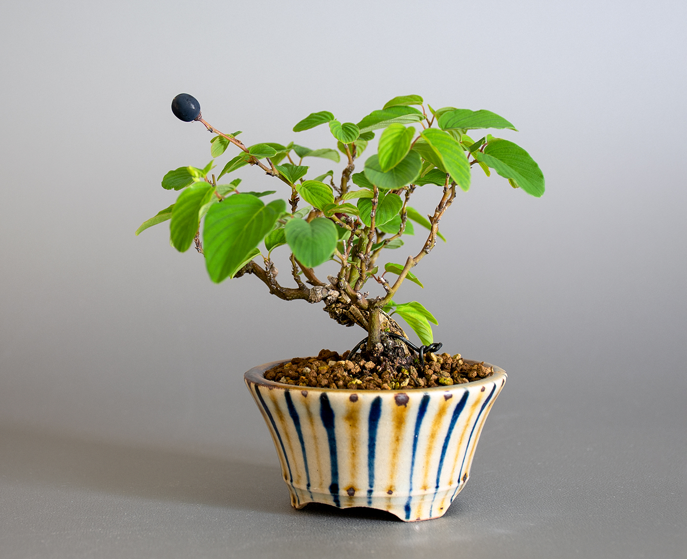 クマヤナギ-D2（くまやなぎ・熊柳）熊柳を右側から見た景色・Berchemia racemosa bonsai