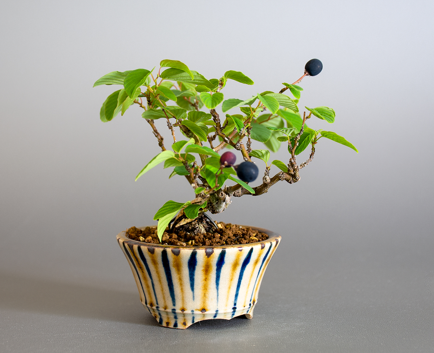 クマヤナギ-D2（くまやなぎ・熊柳）熊柳を左側から見た景色・Berchemia racemosa bonsai