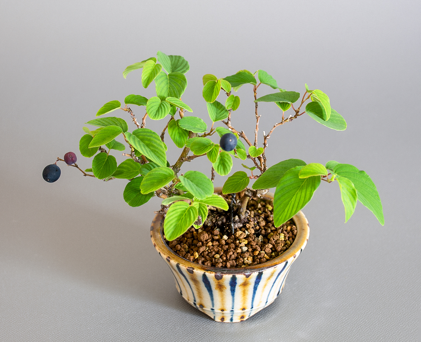 クマヤナギ-D2（くまやなぎ・熊柳）熊柳を上側から見た景色・Berchemia racemosa bonsai