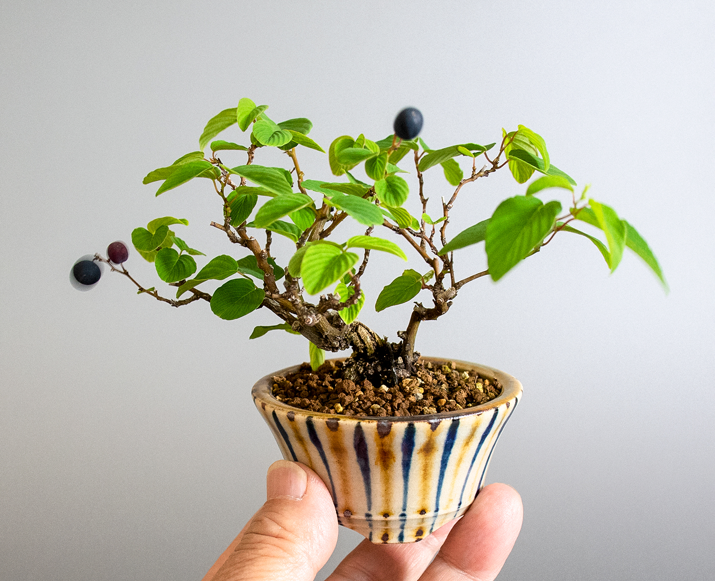 クマヤナギ-D2（くまやなぎ・熊柳）熊柳の手乗りの景色・Berchemia racemosa bonsai