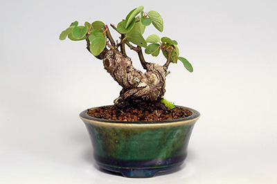 クマヤナギ-E（くまやなぎ・熊柳）盆栽の樹作りの参考樹形・Berchemia racemosa Best bonsai