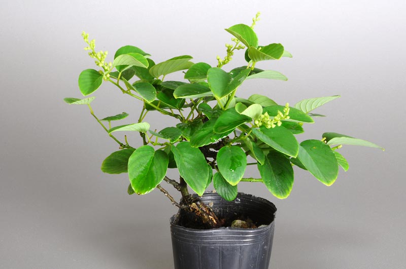 クマヤナギ-E1（くまやなぎ・熊柳）熊柳を裏側から見た景色・Berchemia racemosa bonsai