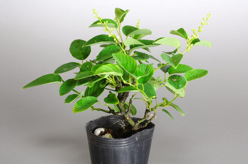 クマヤナギ-E1（くまやなぎ・熊柳）熊柳を右側から見た景色・Berchemia racemosa bonsai