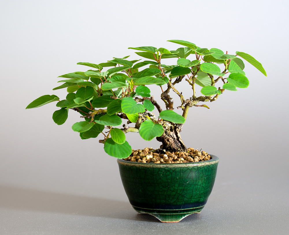 クマヤナギ-E2（くまやなぎ・熊柳）熊柳の販売と育て方・作り方・Berchemia racemosa bonsai