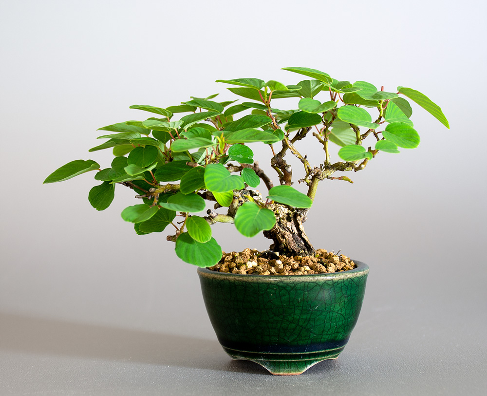 クマヤナギ-E2(くまやなぎ・熊柳)熊柳の販売と育て方・作り方・Berchemia racemosa bonsai