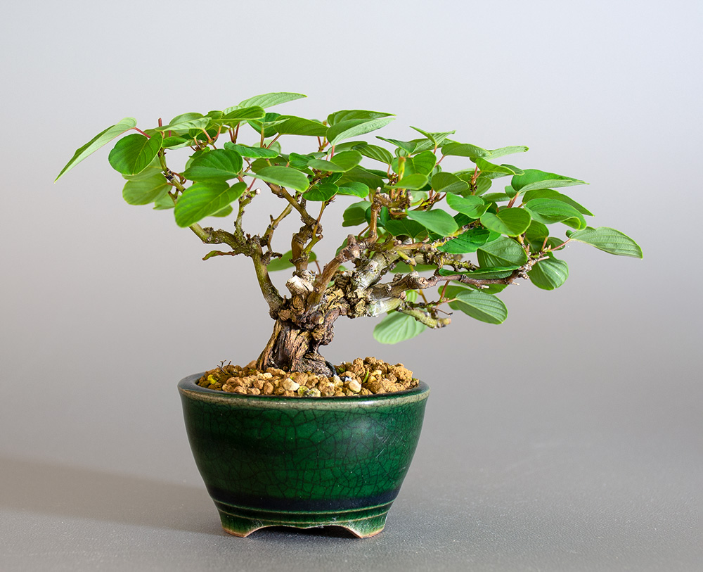 クマヤナギ-E2（くまやなぎ・熊柳）熊柳を裏側から見た景色・Berchemia racemosa bonsai