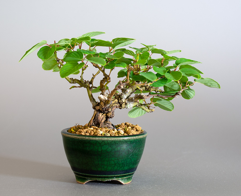 クマヤナギ-E2(くまやなぎ・熊柳)熊柳を裏側から見た景色・Berchemia racemosa bonsai