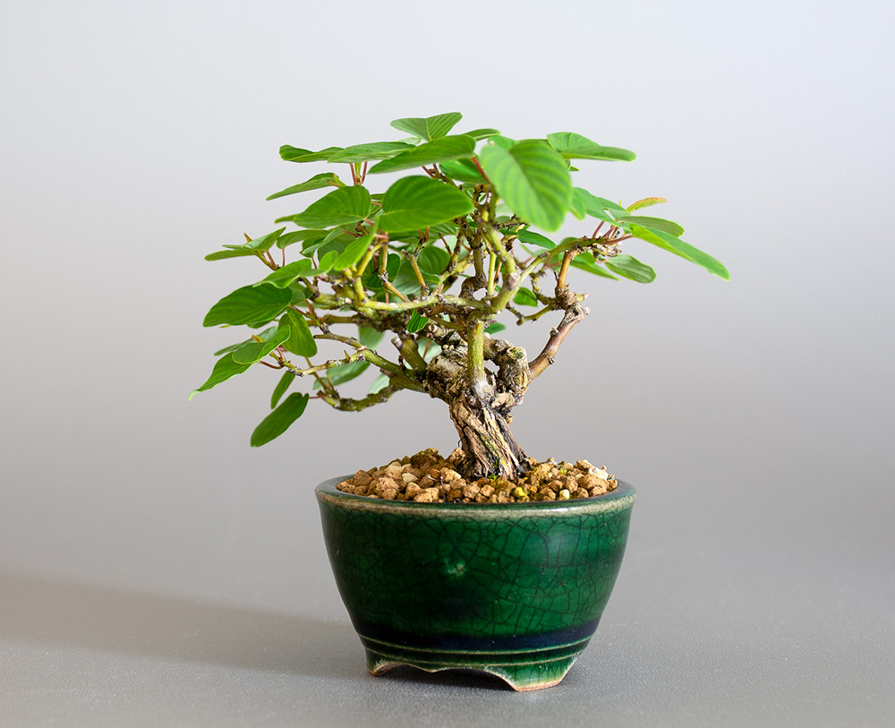 クマヤナギ-E2（くまやなぎ・熊柳）熊柳を右側から見た景色・Berchemia racemosa bonsai