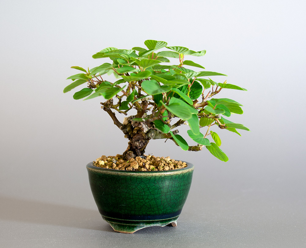 クマヤナギ-E2（くまやなぎ・熊柳）熊柳を左側から見た景色・Berchemia racemosa bonsai