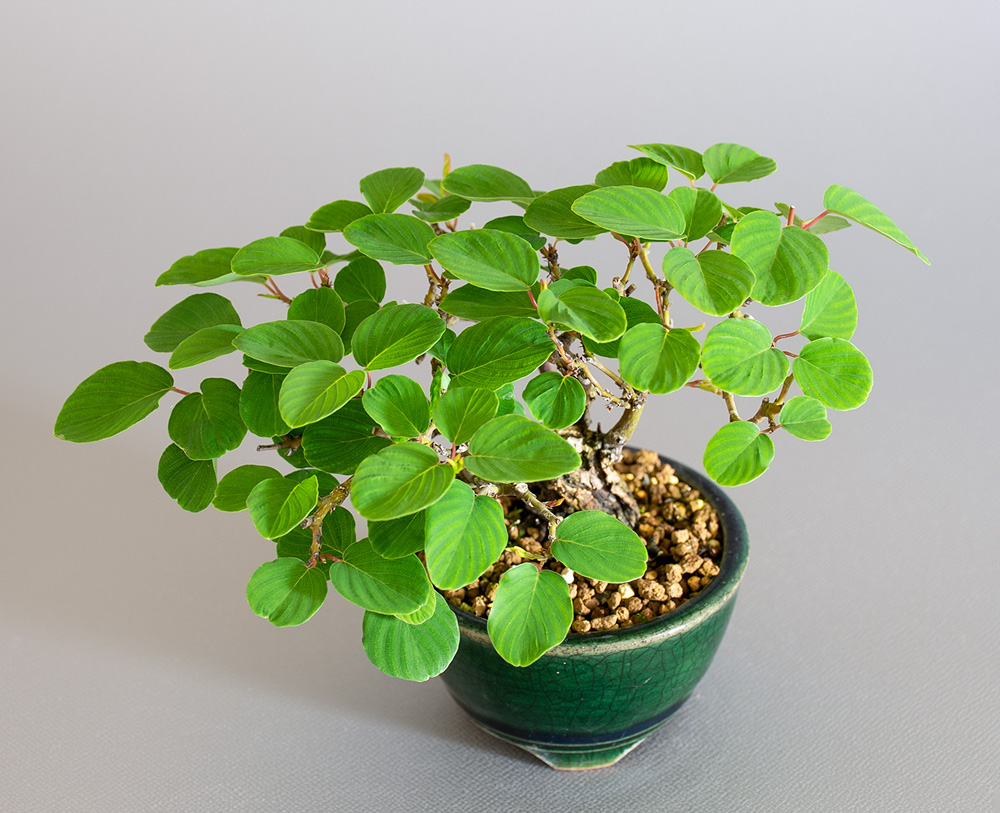 クマヤナギ-E2(くまやなぎ・熊柳)熊柳を上側から見た景色・Berchemia racemosa bonsai