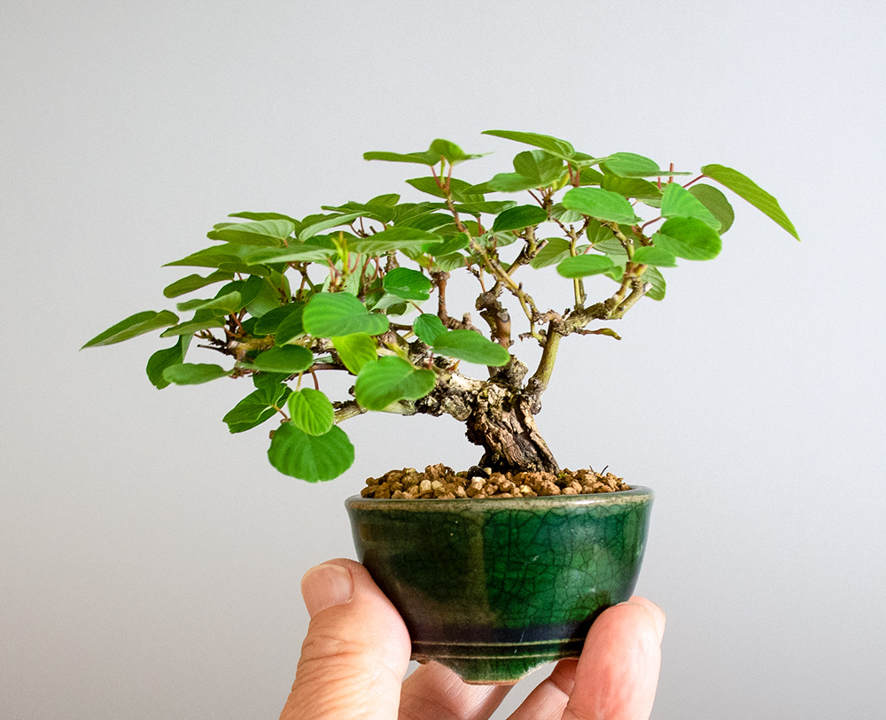 クマヤナギ-E2（くまやなぎ・熊柳）熊柳の手乗りの景色・Berchemia racemosa bonsai