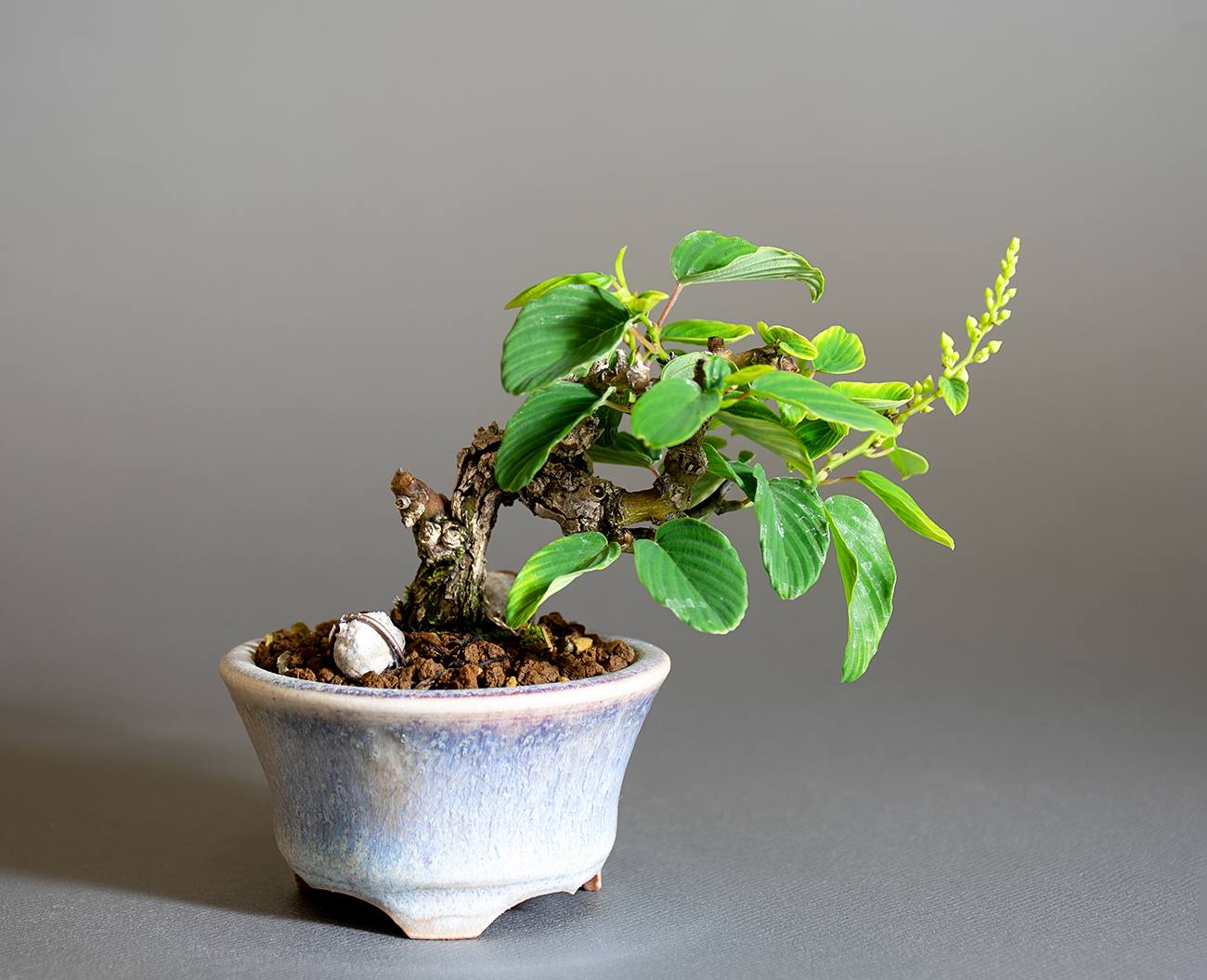 クマヤナギ-F2（くまやなぎ・熊柳）実もの盆栽の販売と育て方・作り方・Berchemia racemosa bonsai