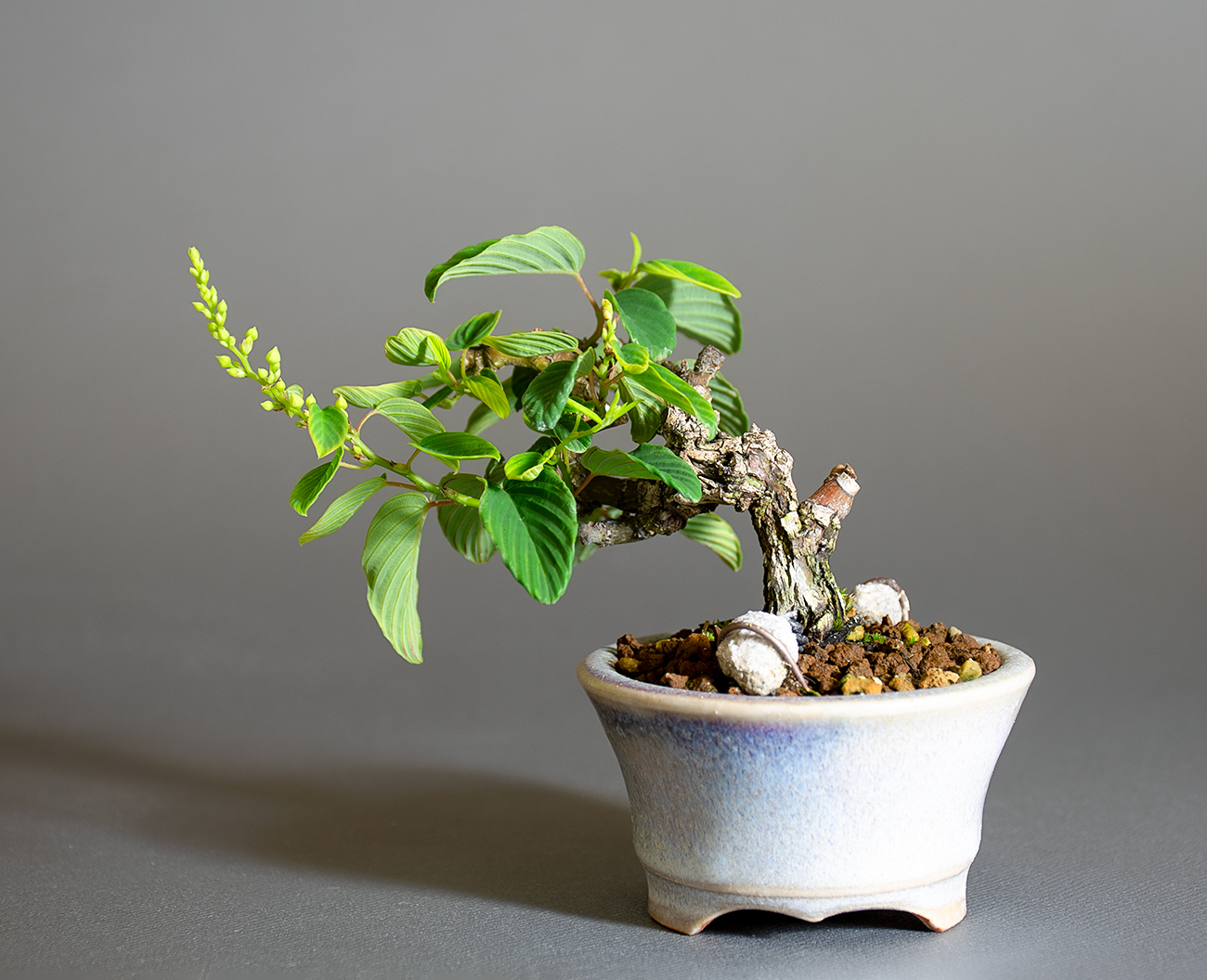 クマヤナギ-F2（くまやなぎ・熊柳）実もの盆栽を裏側から見た景色・Berchemia racemosa bonsai