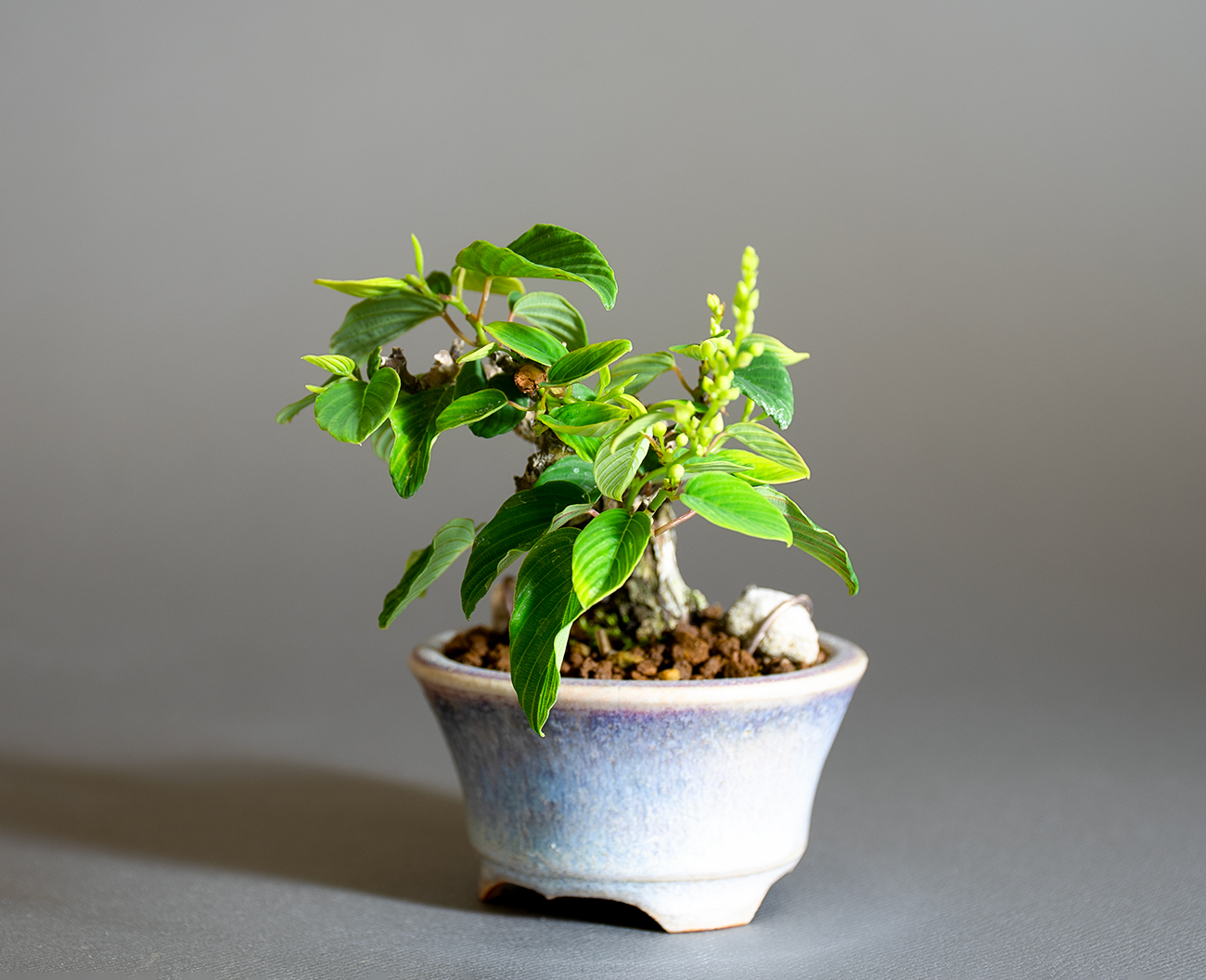 クマヤナギ-F2（くまやなぎ・熊柳）実もの盆栽を右側から見た景色・Berchemia racemosa bonsai