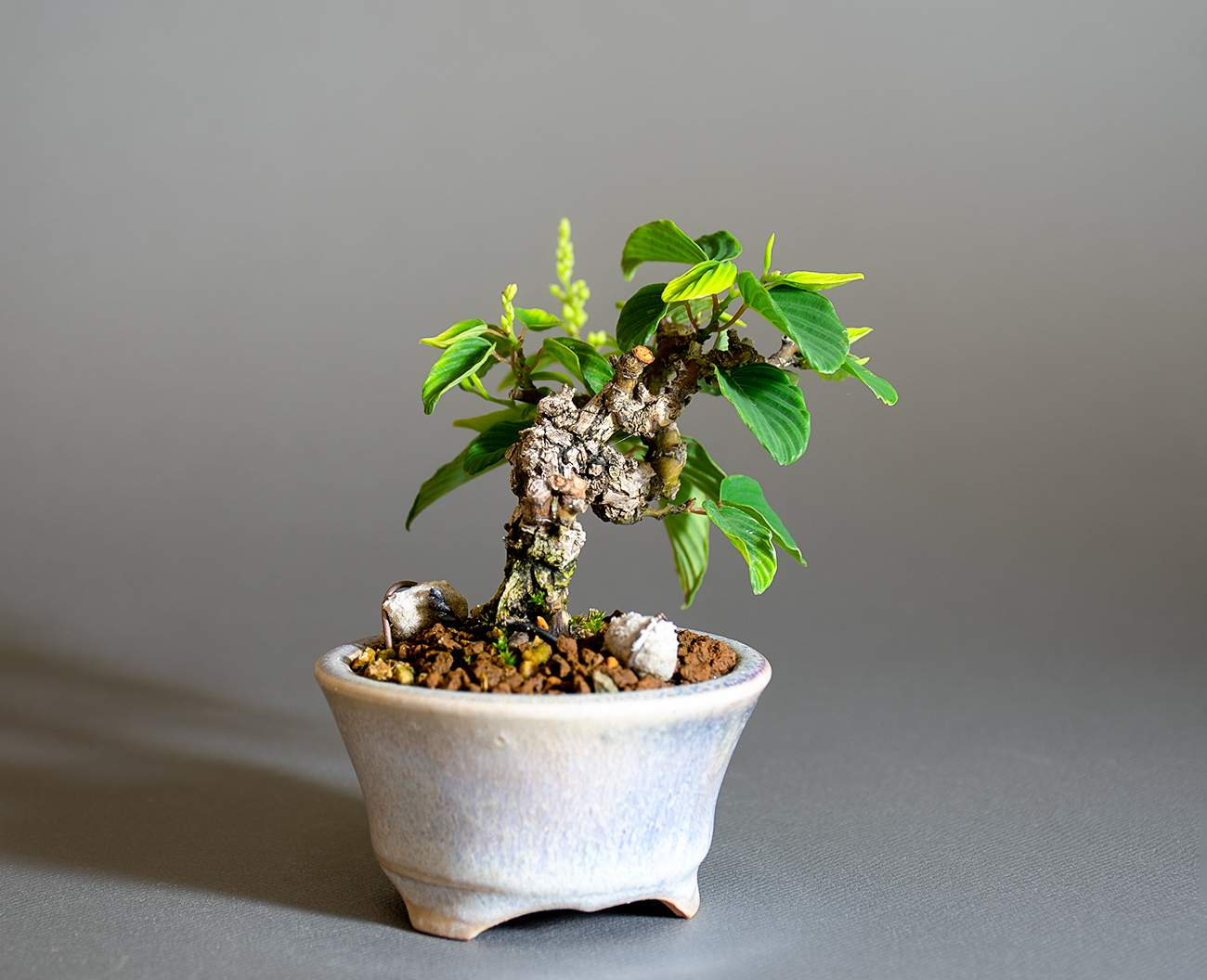 クマヤナギ-F2（くまやなぎ・熊柳）実もの盆栽を左側から見た景色・Berchemia racemosa bonsai