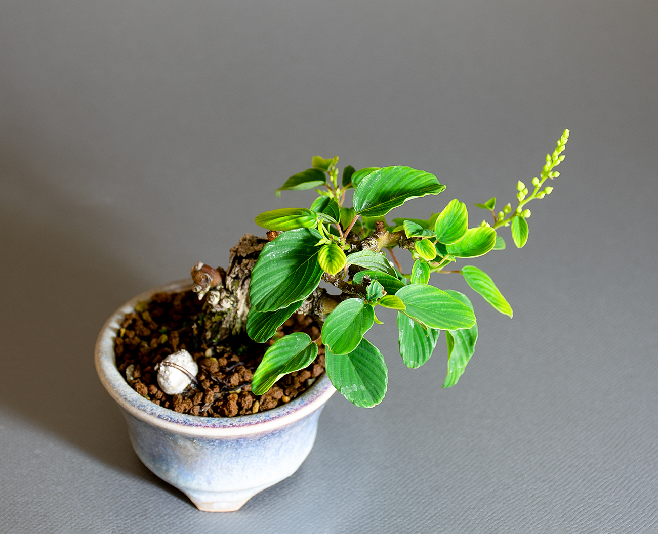 クマヤナギ-F2（くまやなぎ・熊柳）実もの盆栽を上側から見た景色・Berchemia racemosa bonsai