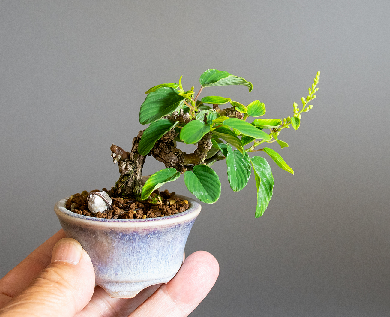 クマヤナギ-F2（くまやなぎ・熊柳）実もの盆栽の手乗りの景色・Berchemia racemosa bonsai